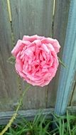 tender rose on the background of the fence