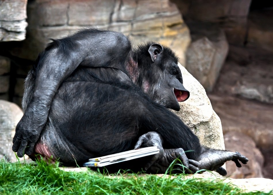 funny chimpanse with books