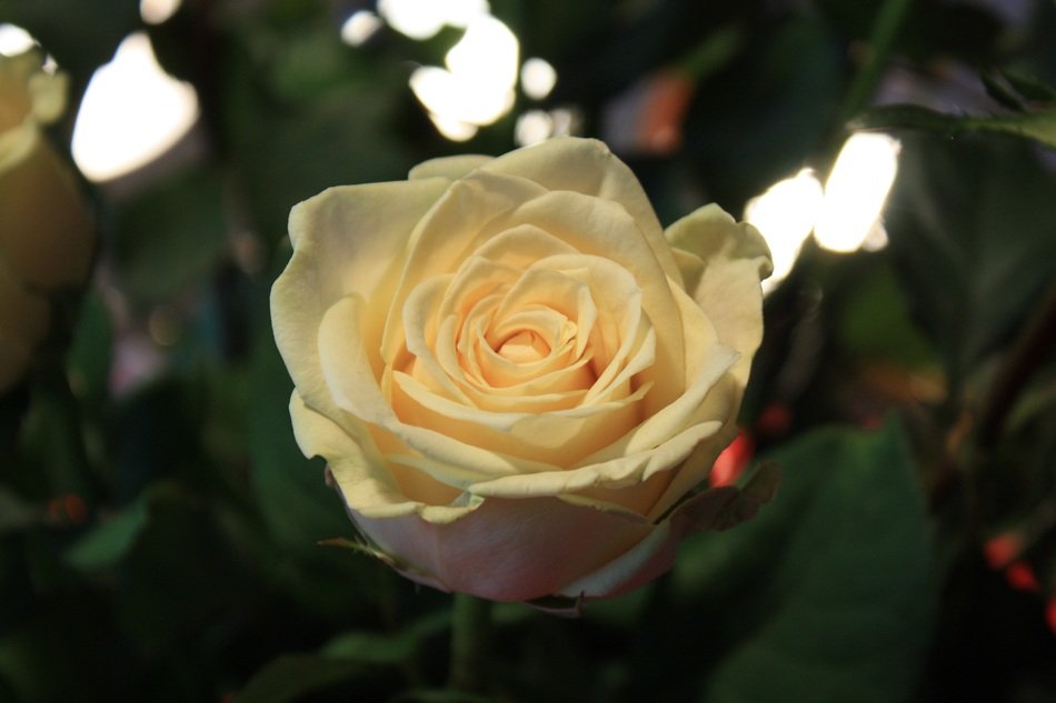 yellow rose structure