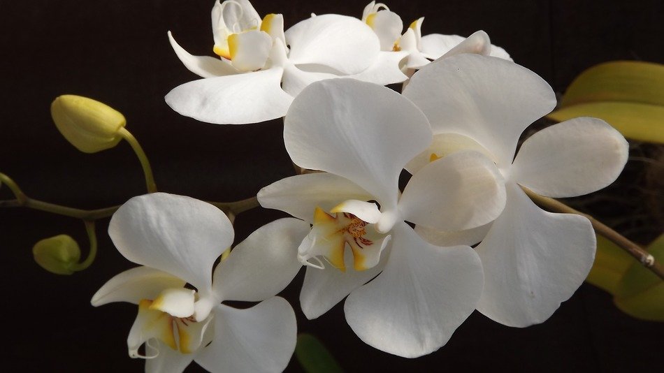 snow-white orchids with buds
