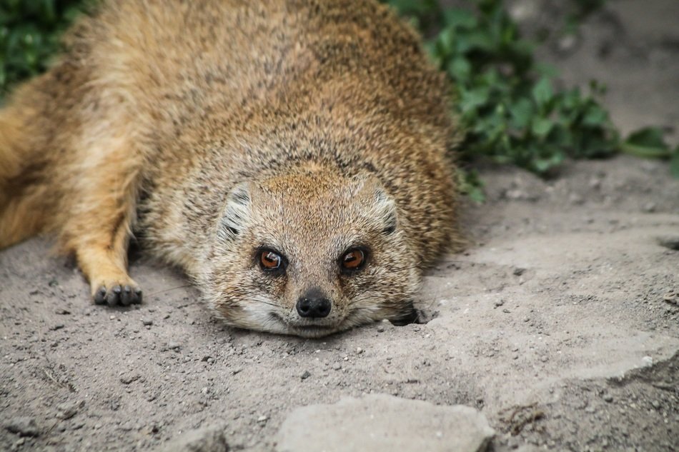 mongoose as an animal from the desert