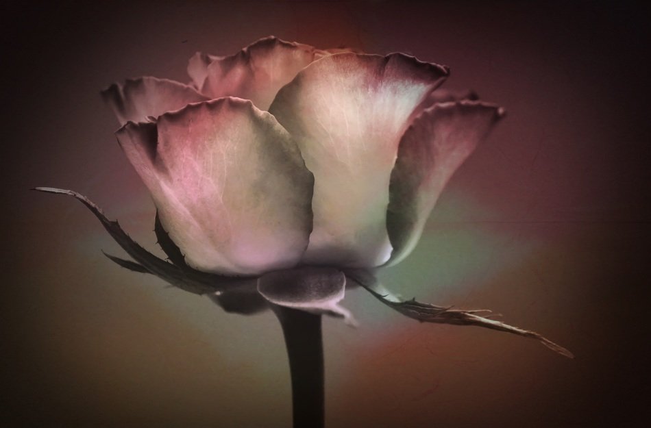 rose on a brown background