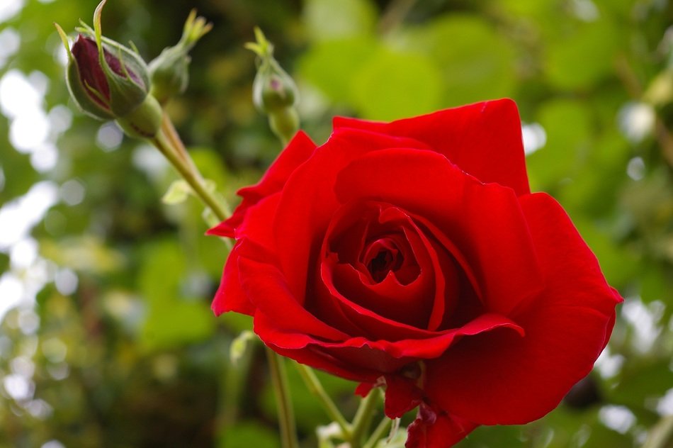 red rose with buds on a background of green leaves