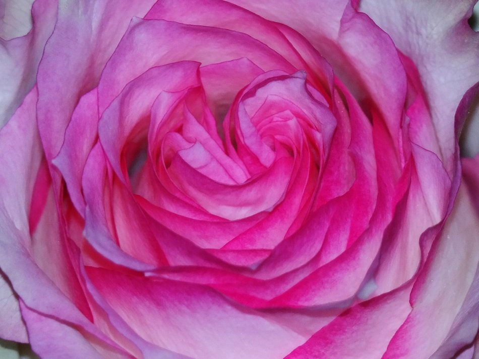 macro photo of pink tender rose