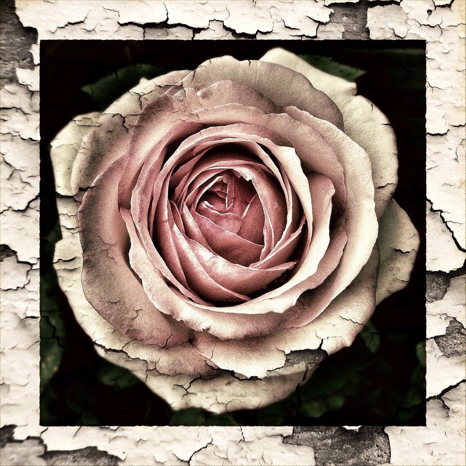 vintage rose close up
