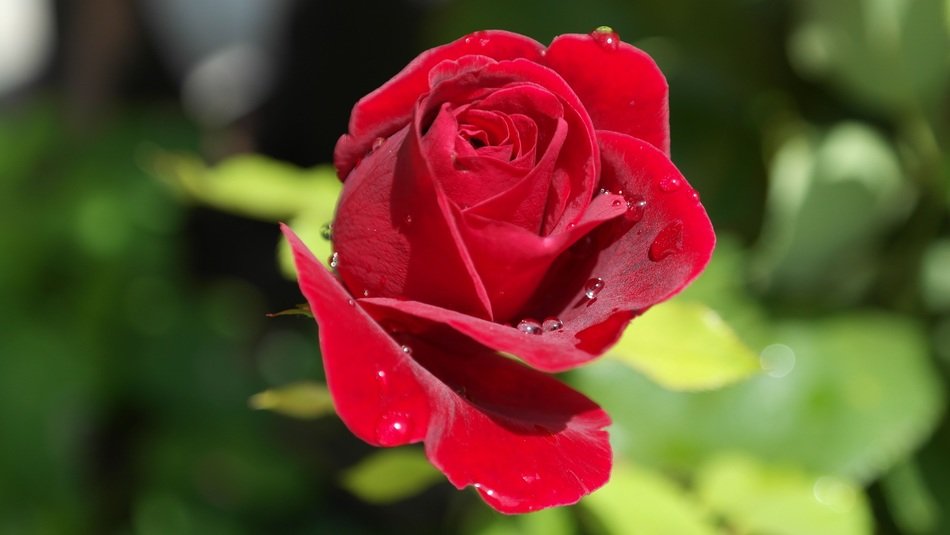 scarlet rose with dew drops