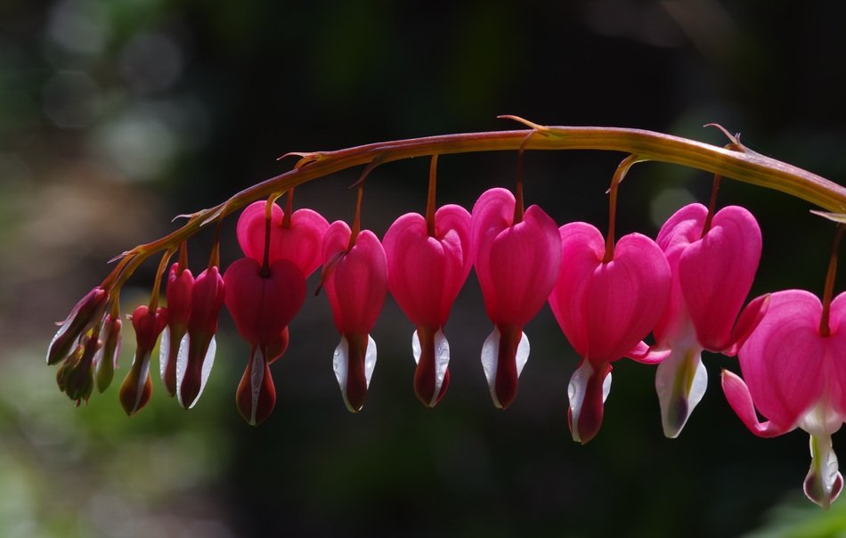 bleeding heart flower with water drops