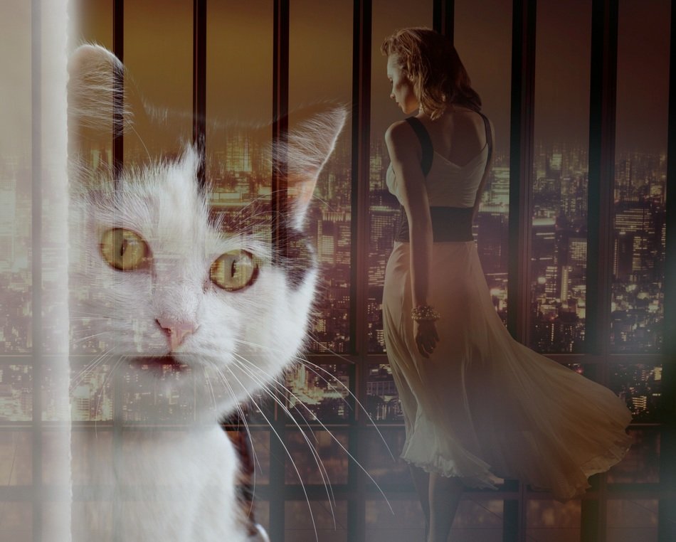 cat and woman at window above city