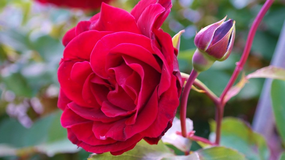 Red rose with buds on bush