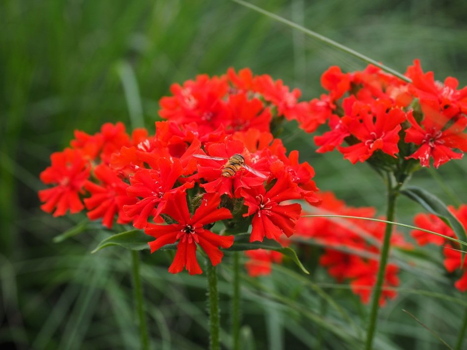 red flower in the shape of jerusalem cross