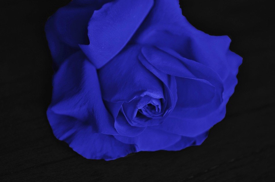 blue rose bud on black background