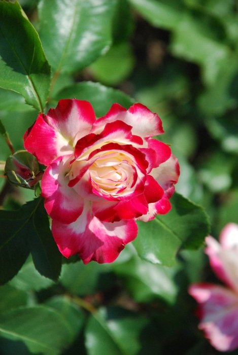 white-red rose in the garden