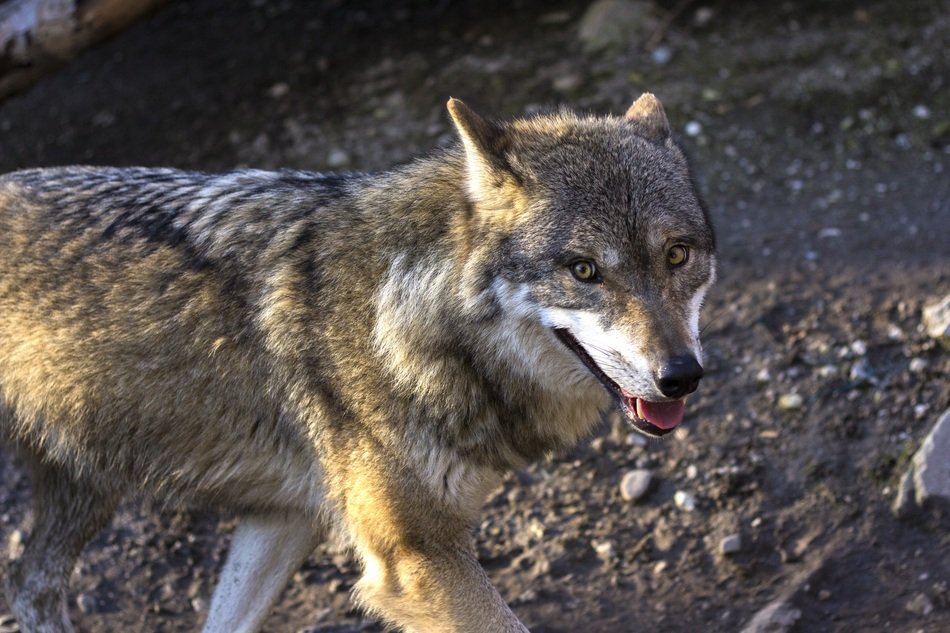 photos of the grey wolf