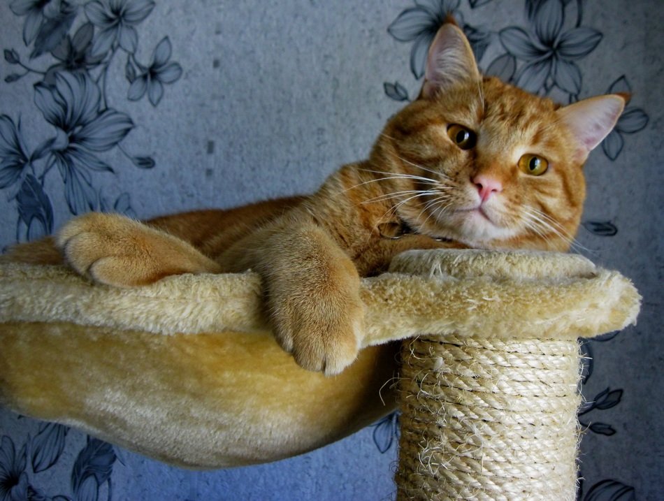 red pet cat on the bed