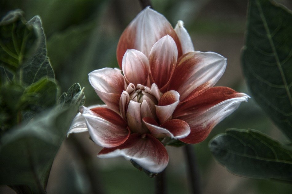 3d picture of a blossoming flower