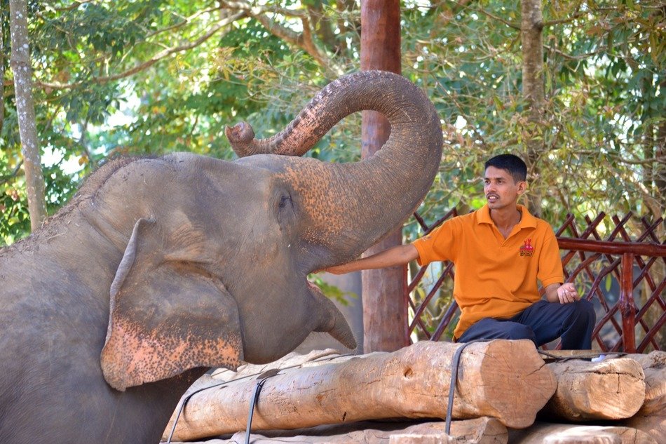Jumbo elephant feeding