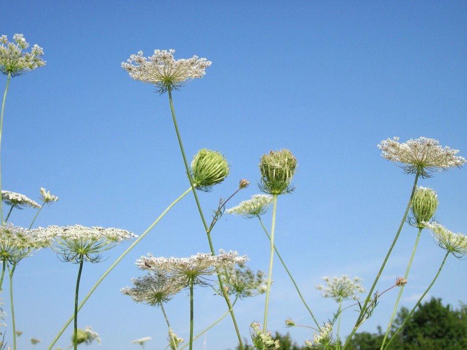 plants against the clouds