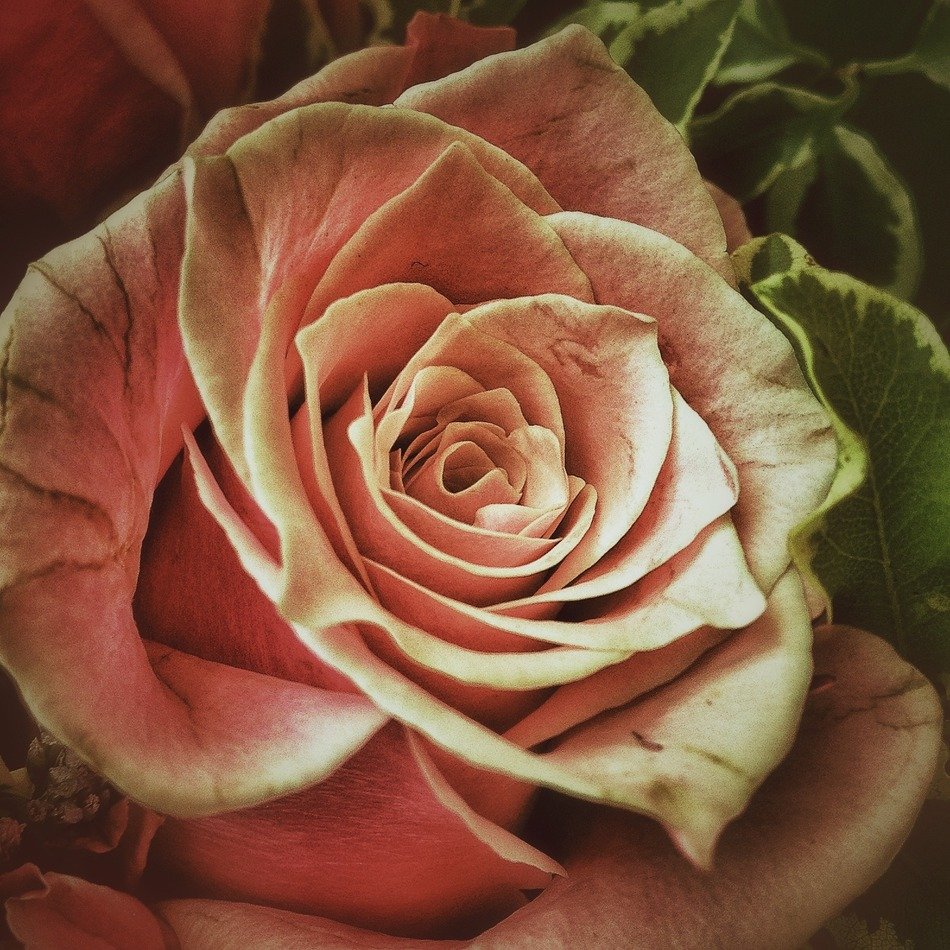 pink rose with green rim