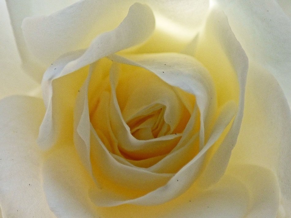 white rose in the daylight