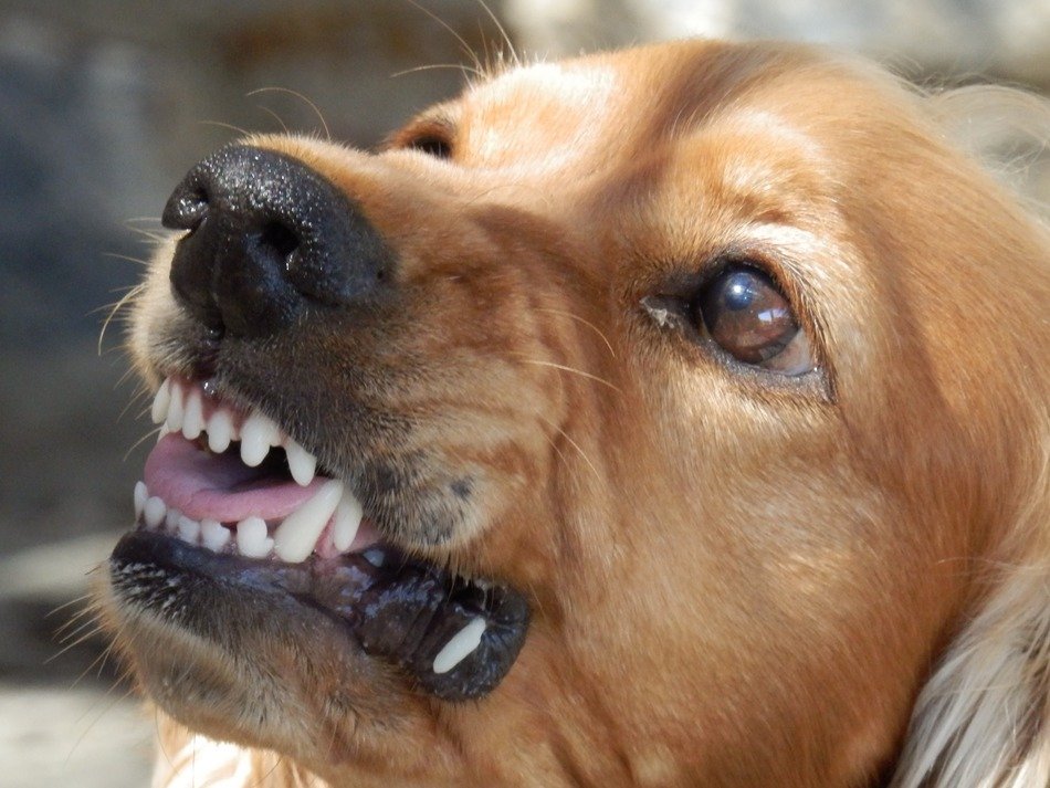 the dog's grin