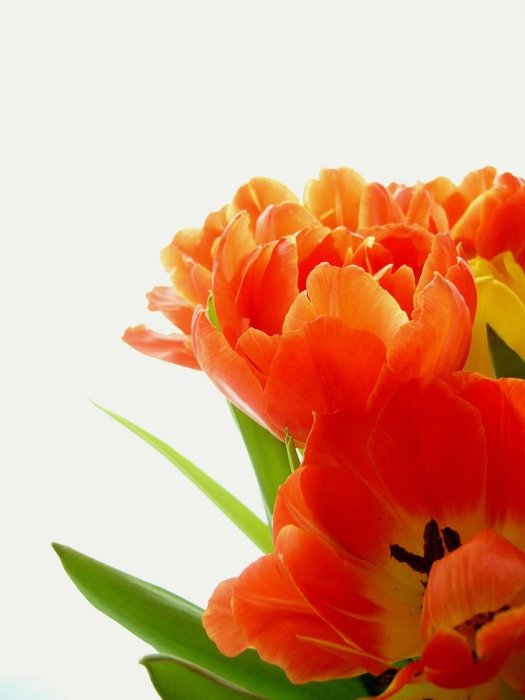 amazing orange tulips
