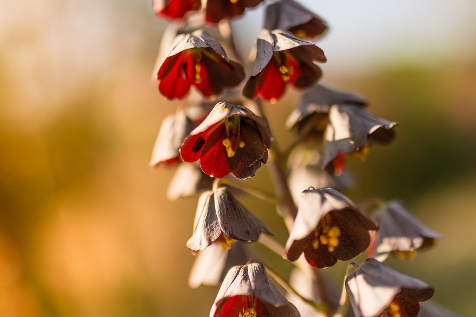 buds in the form of bells