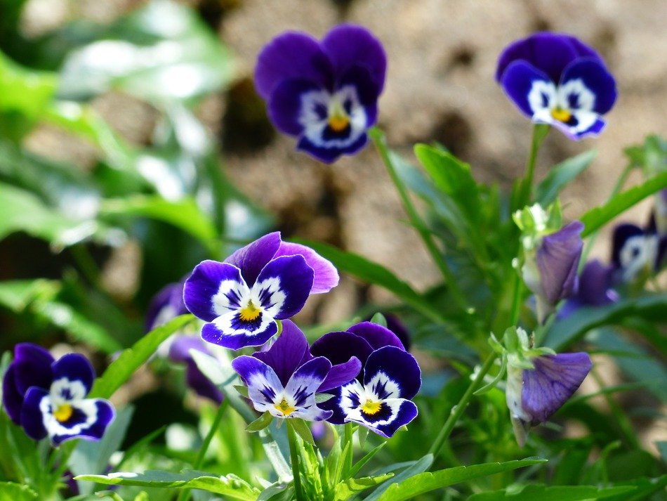 Blue pansies on the bush