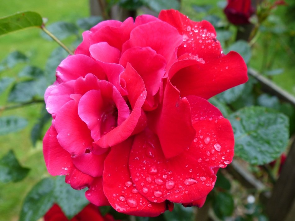 blooming red rose in drops of water close up