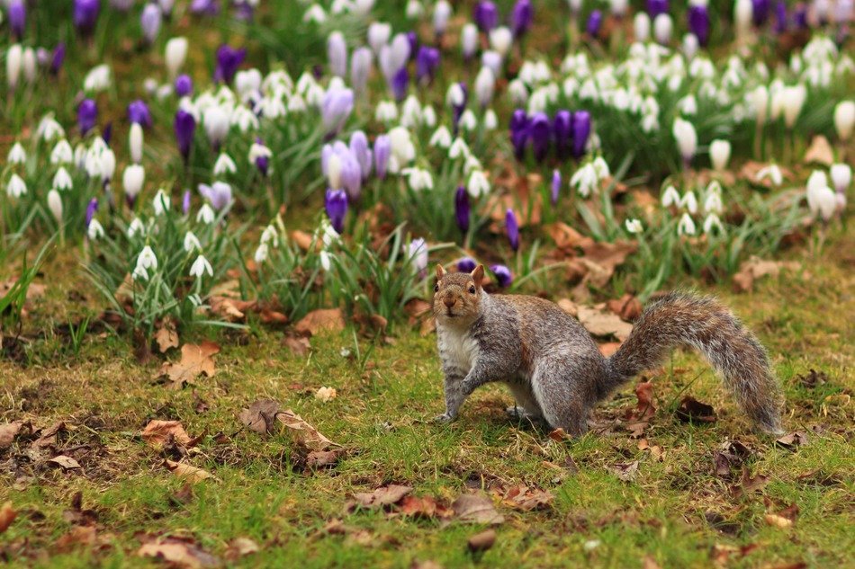 cute squirrel on grass at spring flowers