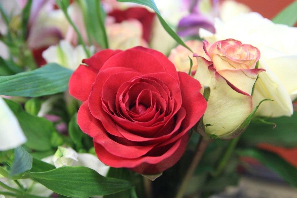 bouquet of different colored roses