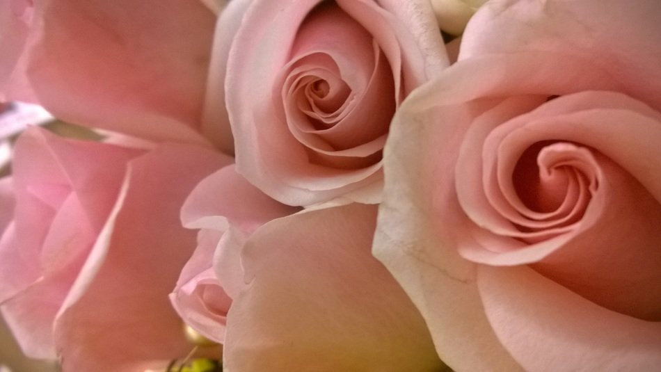 Photo of the pink roses in the garden