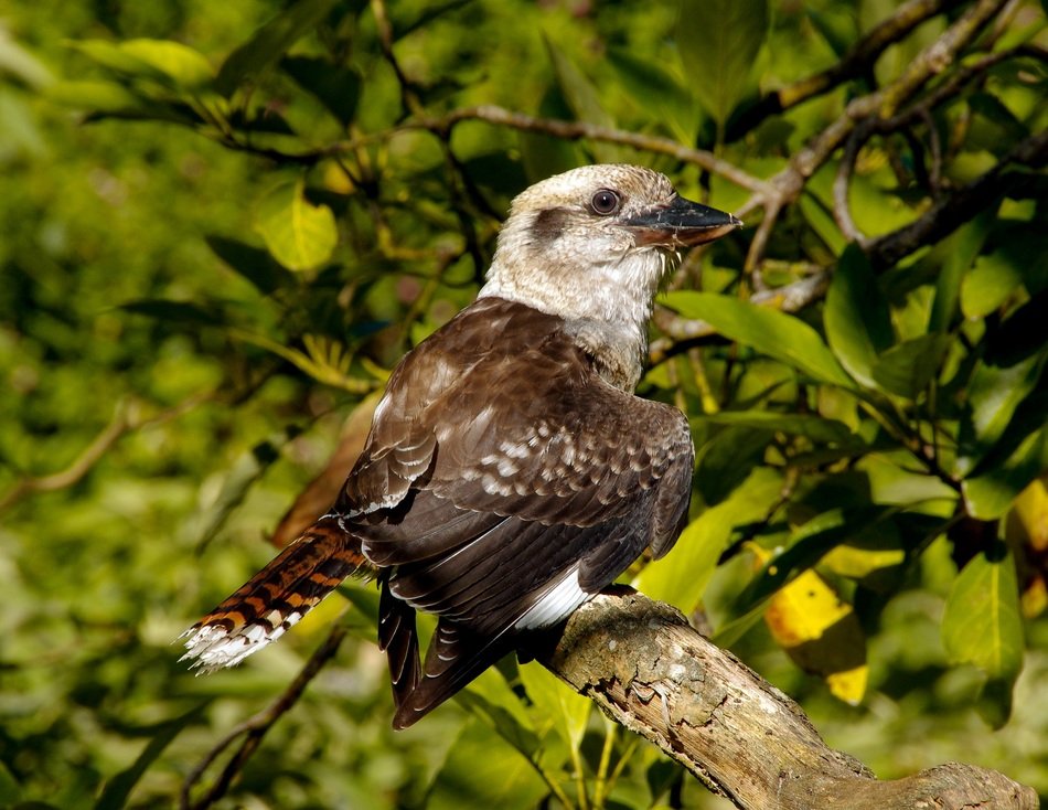 kookaburra in Australia