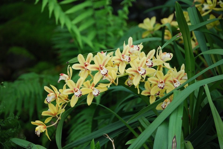 Orchid flower beautiful