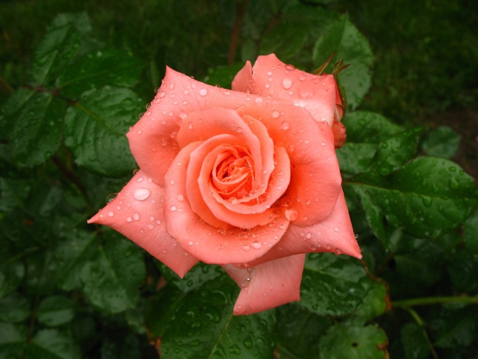 one rose in the garden
