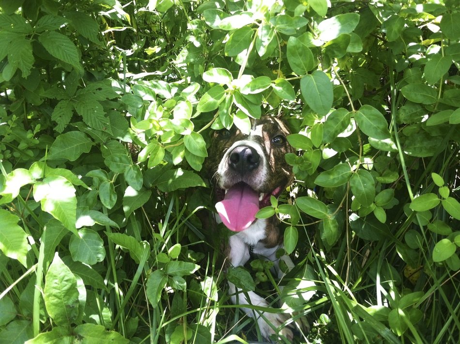 playful dog hid in the bushes