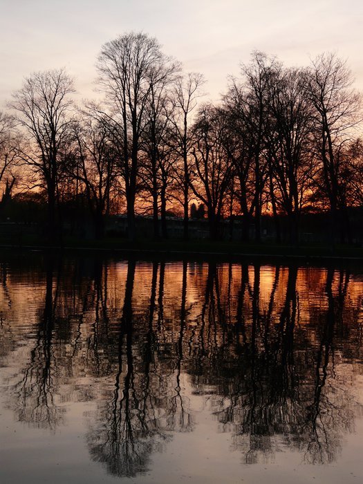 tree silhouettes reflected in the river at sunset