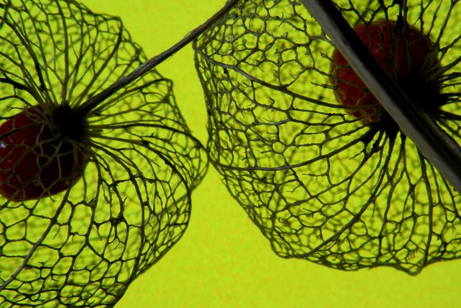 love in a cage macro