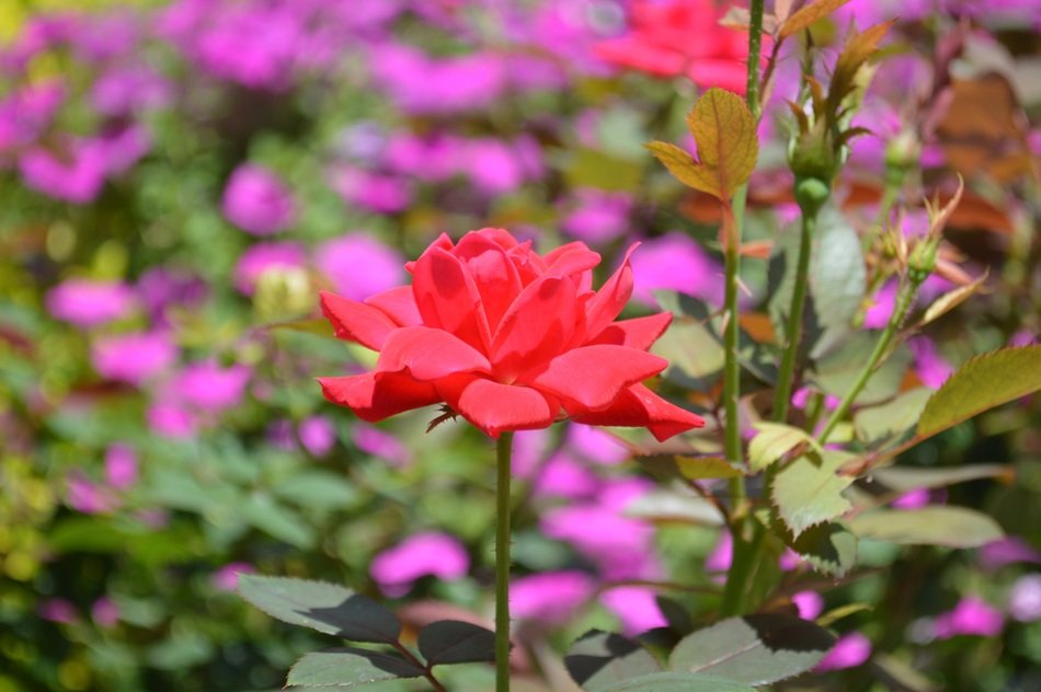 Red rose bloom in purple flowers