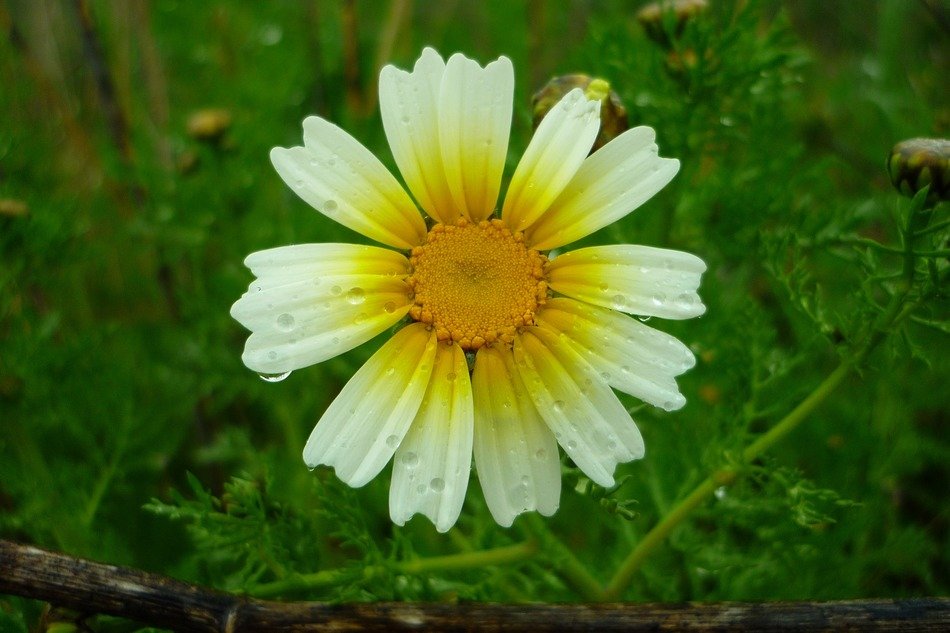 strikingly beautiful daisy