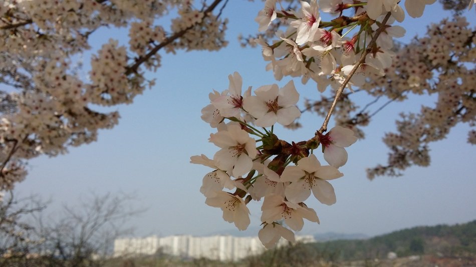 view through the cherry blossom at the city