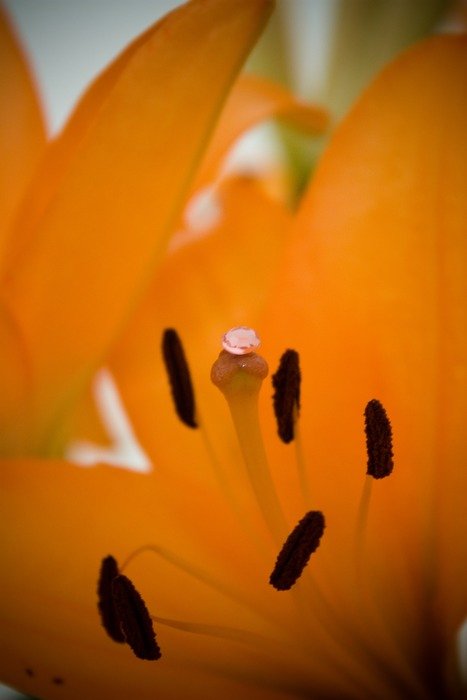 lily as a decoration