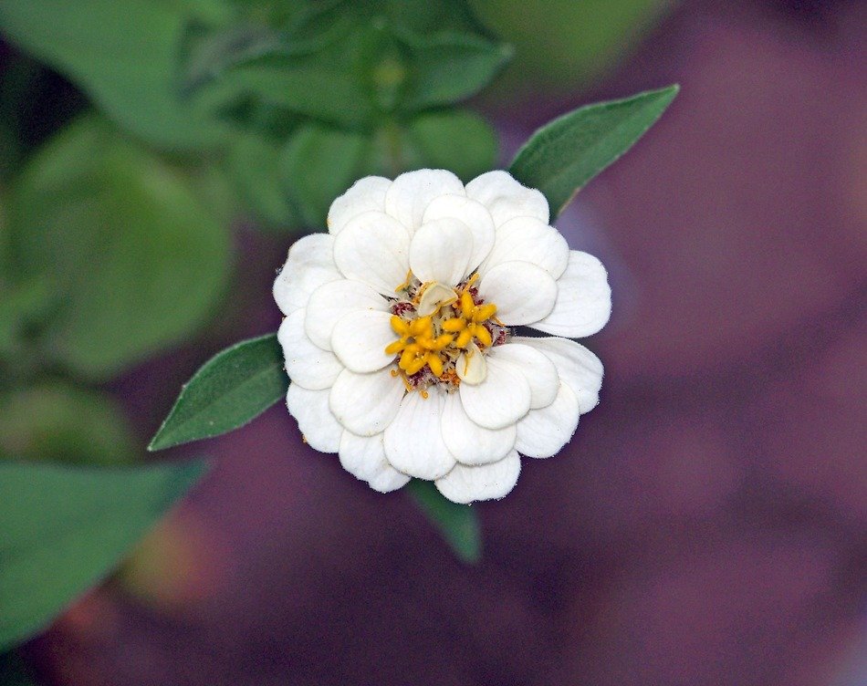 photo of white blossom