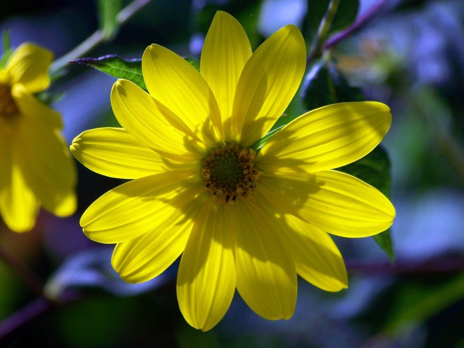 yellow chamomile grows in the garden among the leaves