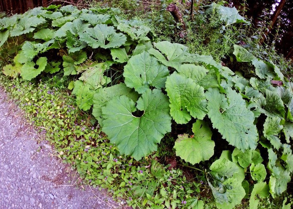 plant with heart form leaves in wild