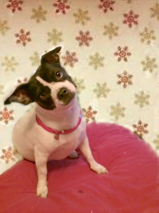 Jack Russell on a pink blanket