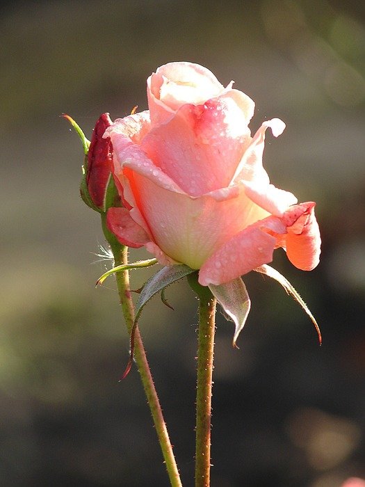 коллекция rose romance