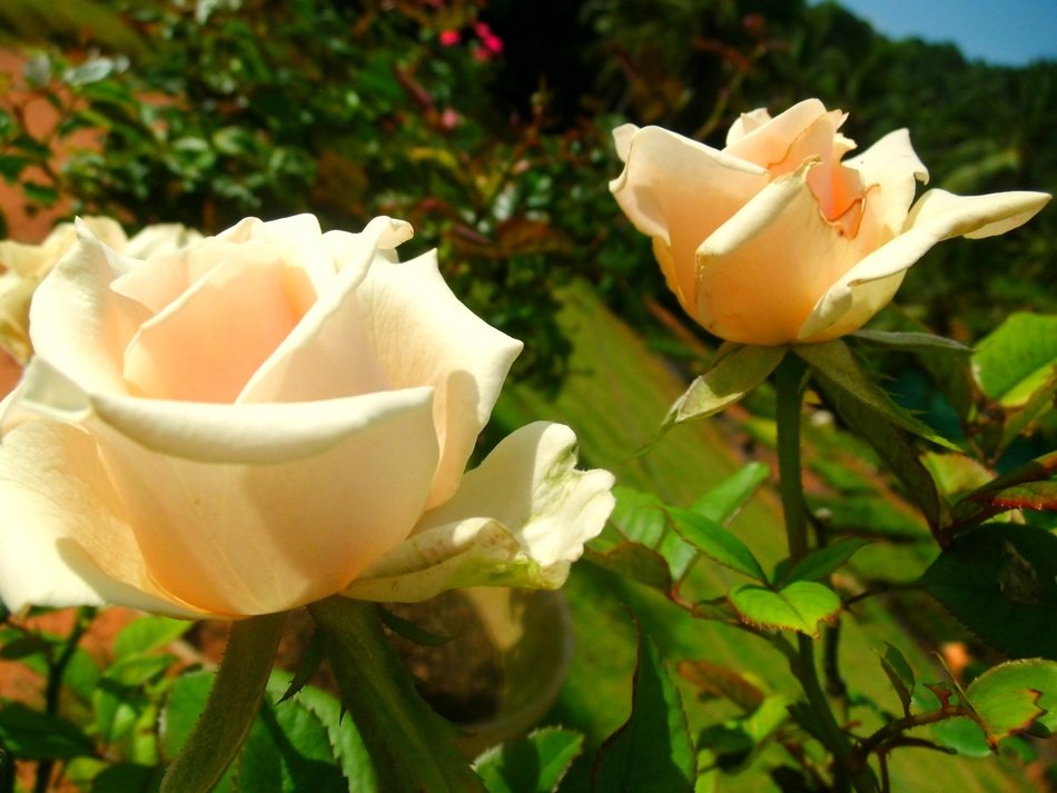 white roses in the garden