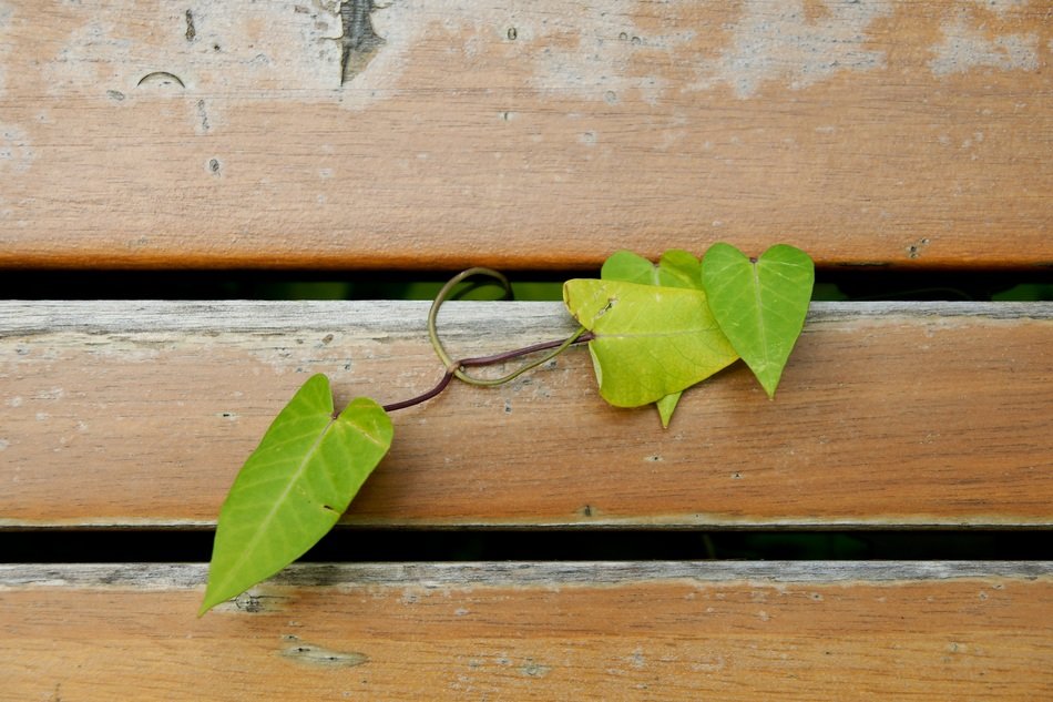 plant with heart form leaves on wooden plank