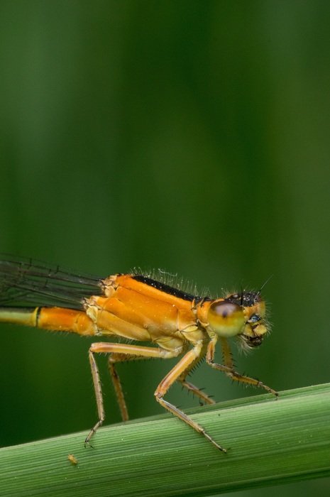 orange dragonfly on a green stalk