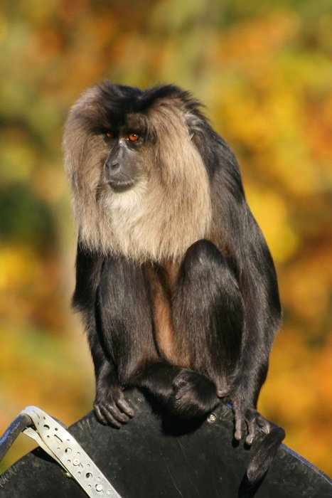 sitting lion monkey at blurred background